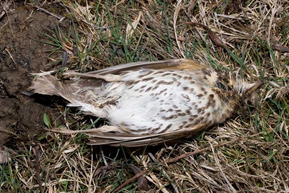 Uccello morto da identificare